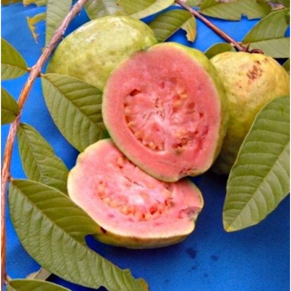 Guava Lalit Plant